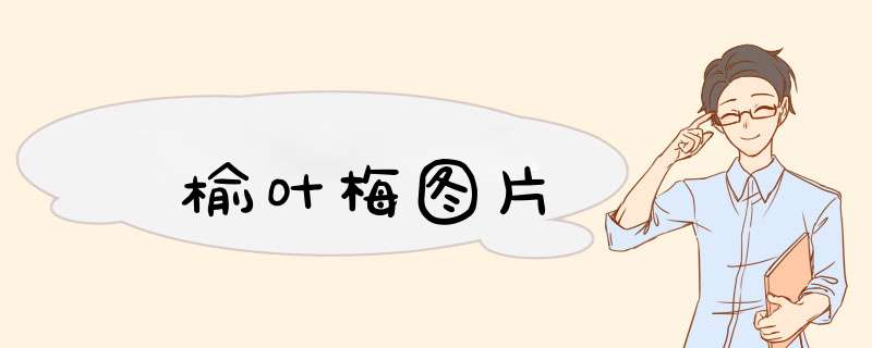 榆叶梅图片