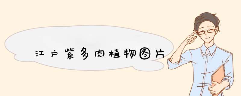 江户紫多肉植物图片