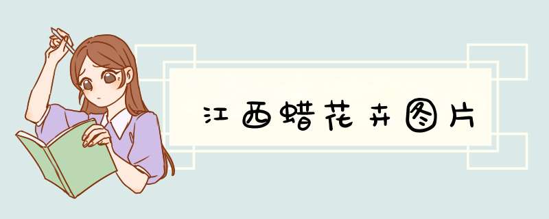 江西蜡花卉图片