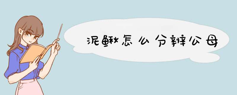 泥鳅怎么分辨公母