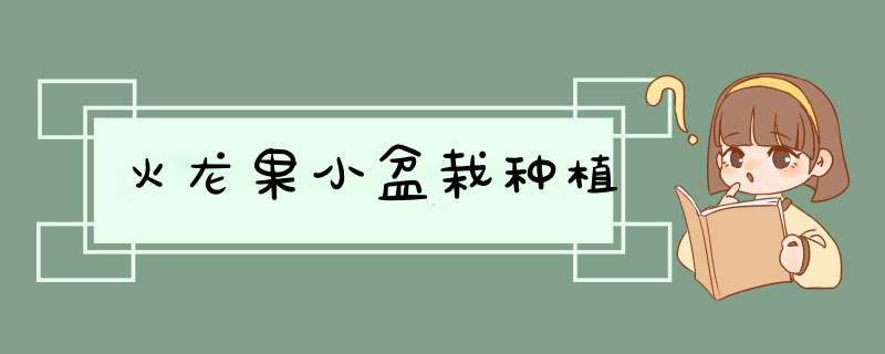 火龙果小盆栽种植