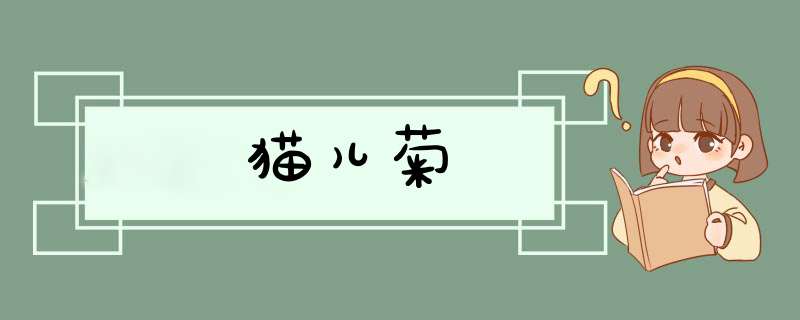 猫儿菊