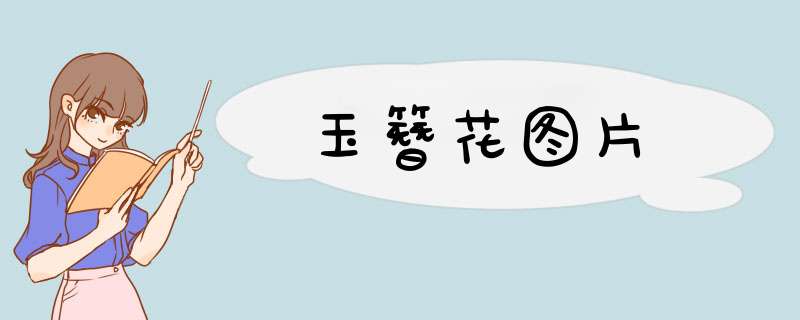 玉簪花图片
