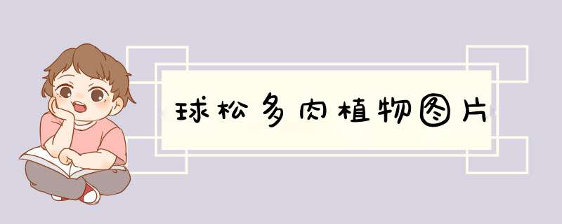 球松多肉植物图片