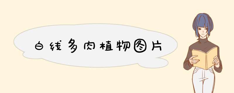 白线多肉植物图片