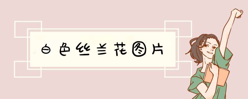 白色丝兰花图片