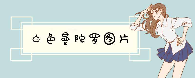白色曼陀罗图片