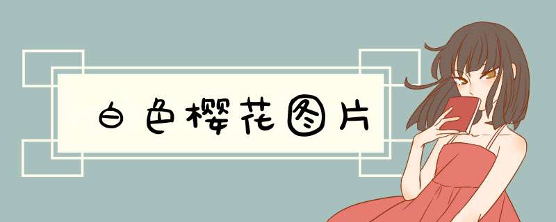 白色樱花图片