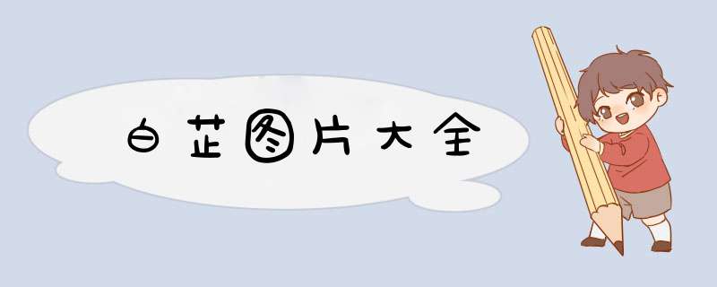 白芷图片大全