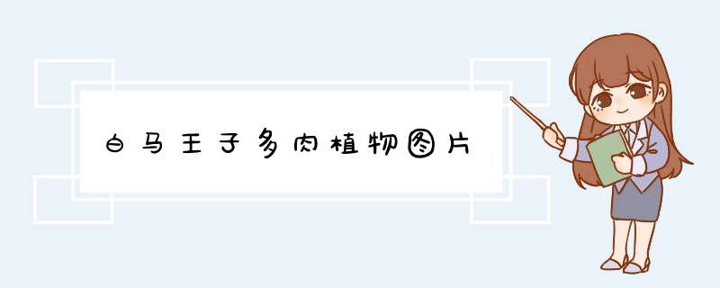 白马王子多肉植物图片