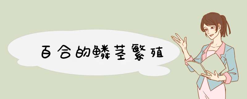 百合的鳞茎繁殖