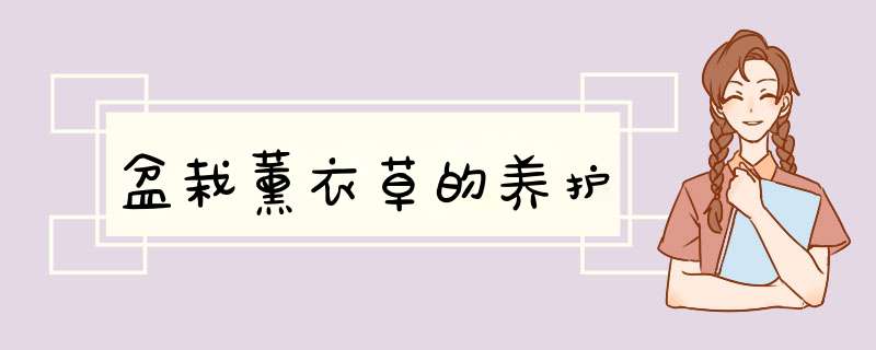 盆栽薰衣草的养护