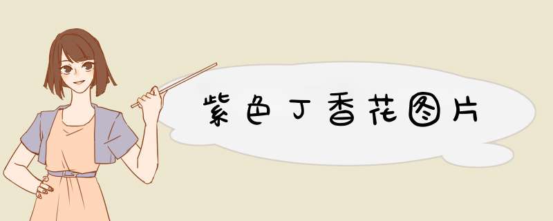 紫色丁香花图片