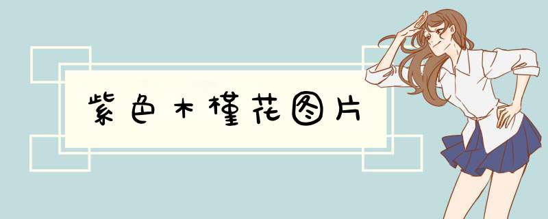 紫色木槿花图片