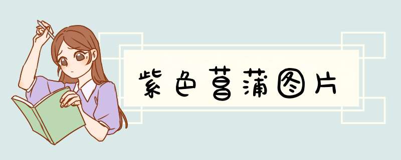 紫色菖蒲图片