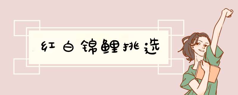 红白锦鲤挑选