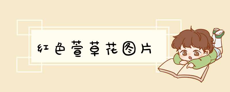 红色萱草花图片