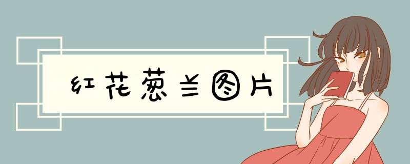 红花葱兰图片