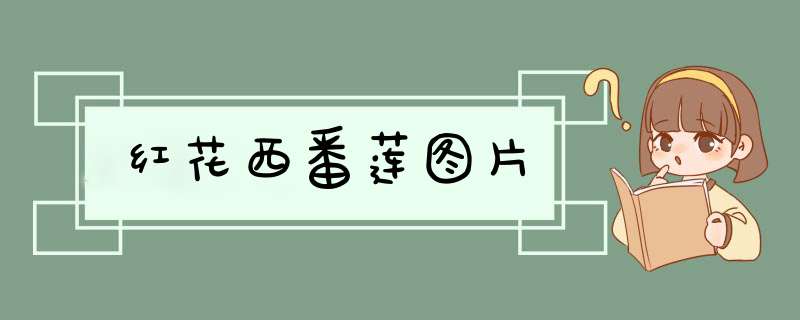 红花西番莲图片