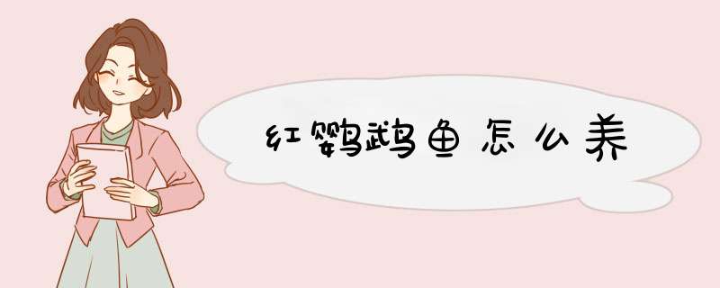 红鹦鹉鱼怎么养
