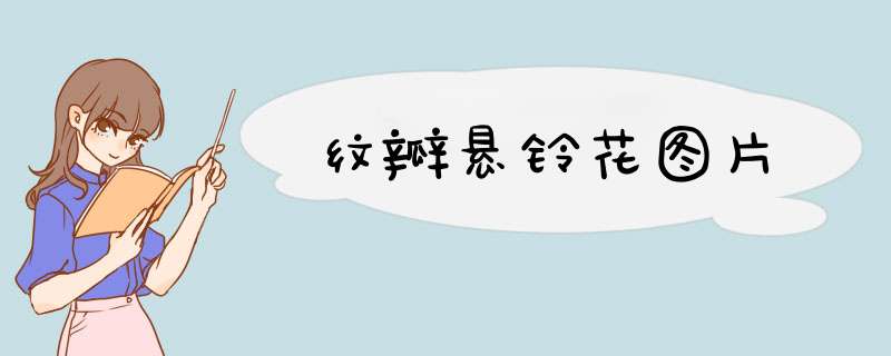 纹瓣悬铃花图片