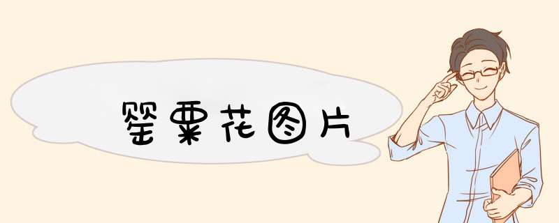 罂粟花图片