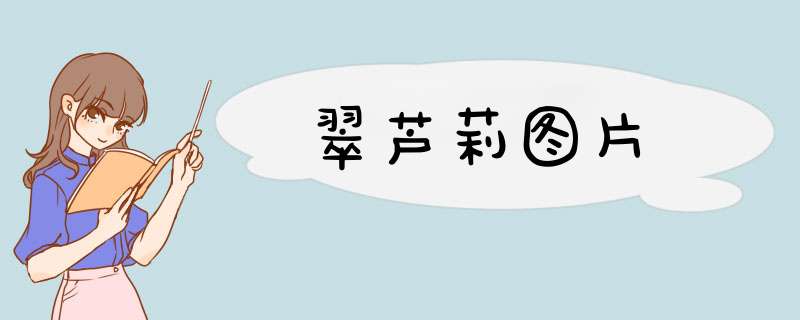 翠芦莉图片