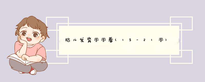 胎儿发育周周看(13-21周)
