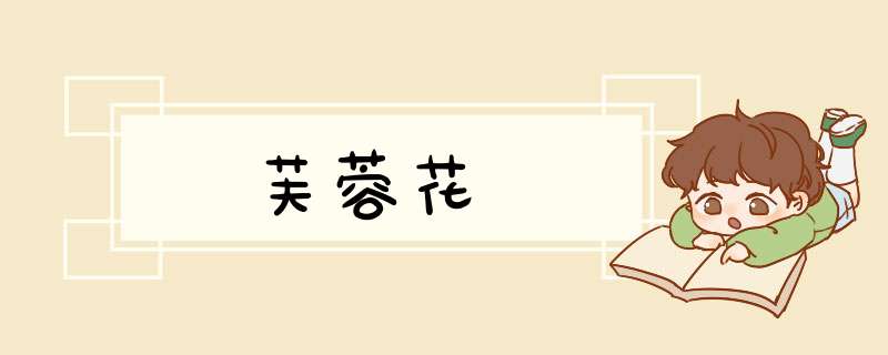芙蓉花