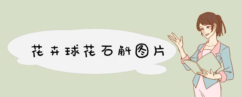花卉球花石斛图片