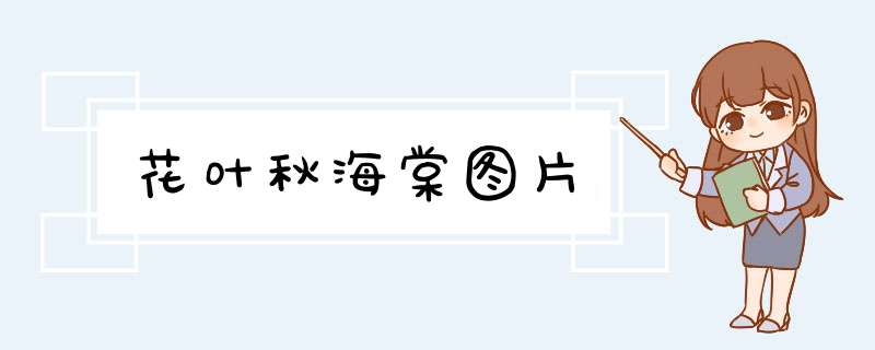 花叶秋海棠图片