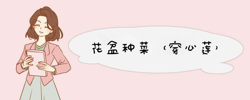 花盆种菜（穿心莲）