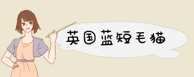 英国蓝短毛猫