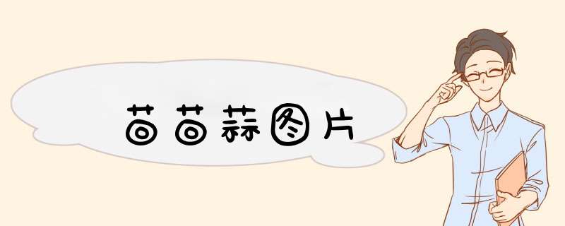 茴茴蒜图片