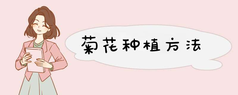 菊花种植方法