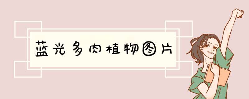 蓝光多肉植物图片