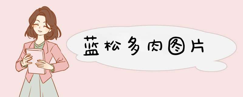 蓝松多肉图片