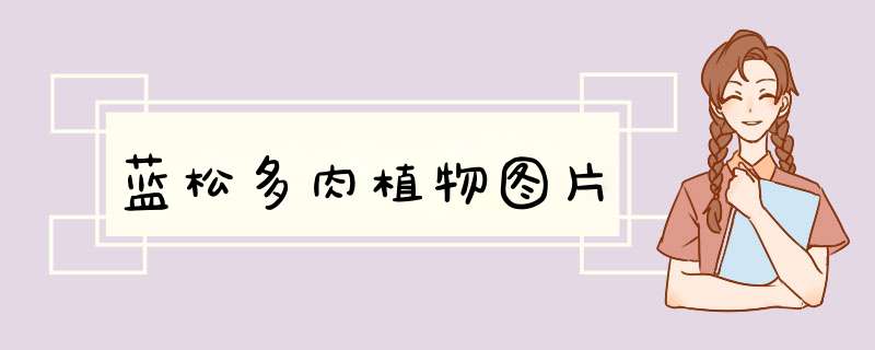 蓝松多肉植物图片