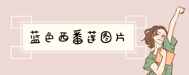 蓝色西番莲图片