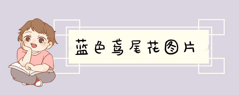 蓝色鸢尾花图片
