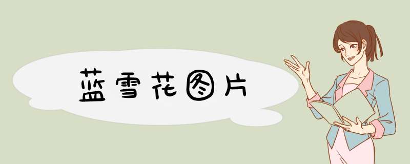蓝雪花图片