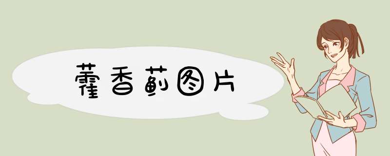 藿香蓟图片