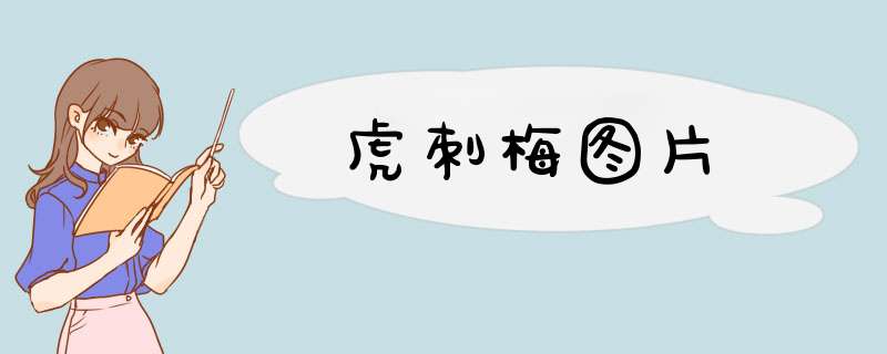 虎刺梅图片