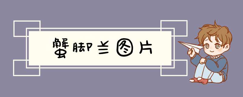蟹脚兰图片