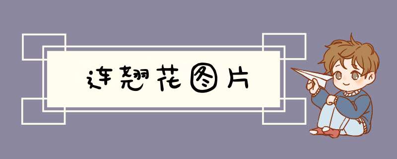 连翘花图片