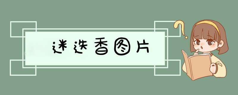 迷迭香图片