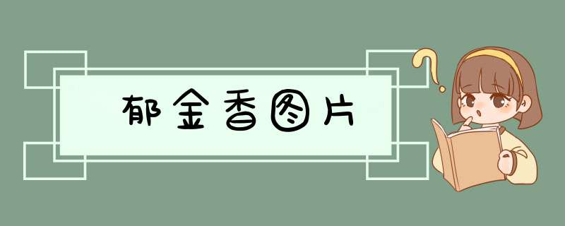 郁金香图片