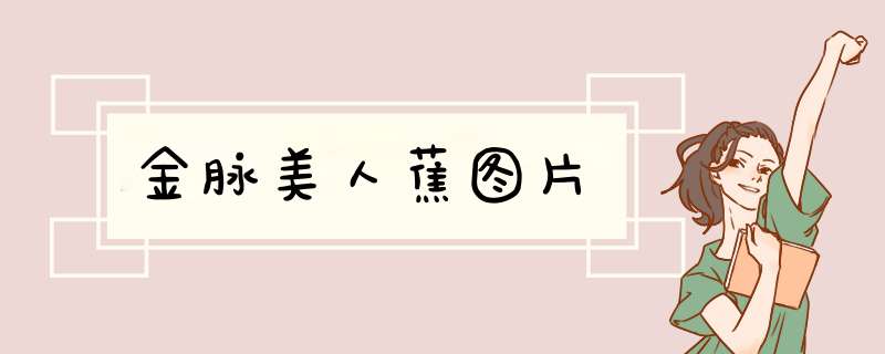 金脉美人蕉图片
