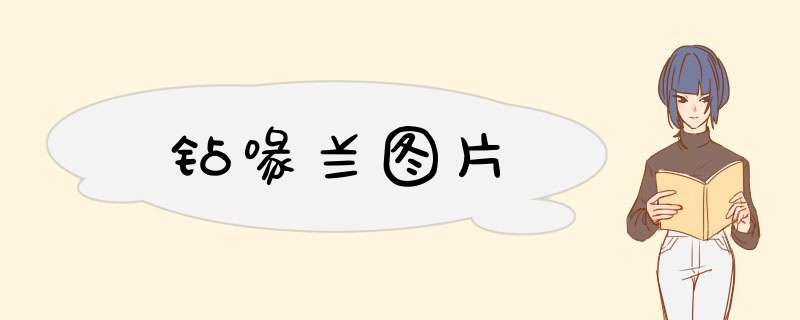 钻喙兰图片
