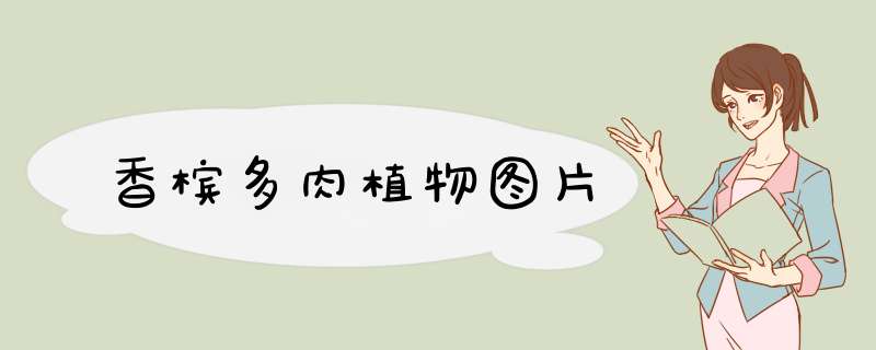 香槟多肉植物图片